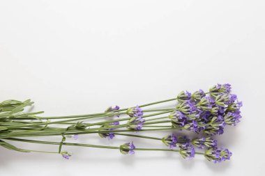 Hafif arkaplanda bir demet lavanta