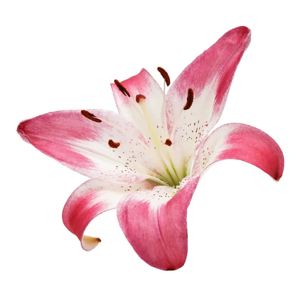 Bunga Bakung Pink Diisolasi Dari Latar Belakang — Stok Foto