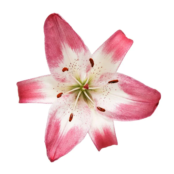 Bunga Bakung Pink Diisolasi Pada Latar Belakang Putih — Stok Foto