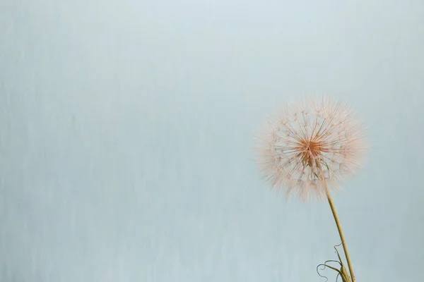 Diente León Barba Cabra Sobre Fondo Turquesa —  Fotos de Stock