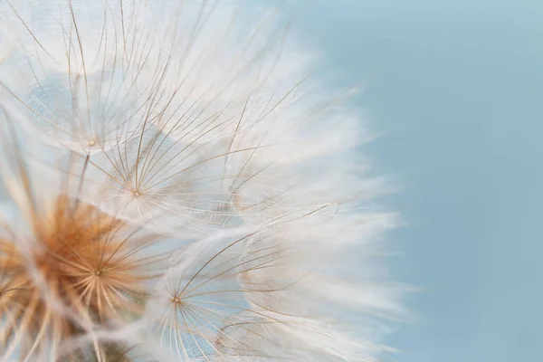 Turkuaz arka planda keçi sakalı.