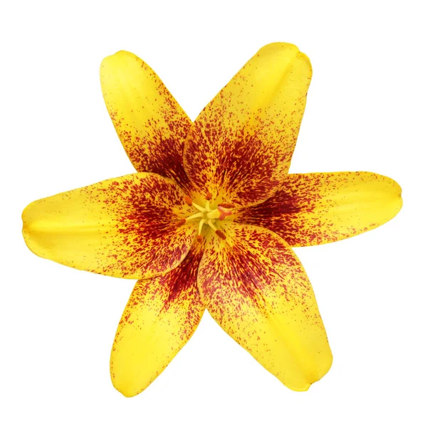 Bunga Bakung Kuning Diisolasi Pada Latar Belakang Putih — Stok Foto