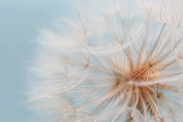 Diente León Barba Cabra Sobre Fondo Turquesa —  Fotos de Stock