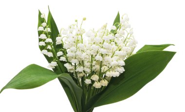 Beyaz arka planda vadi zambakları.