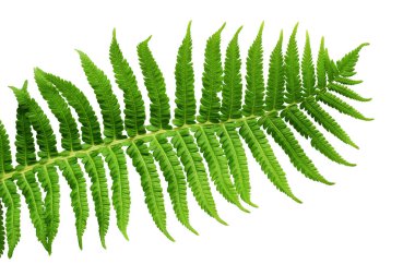 beyaz arkaplanda eğreltiotu bitkisi