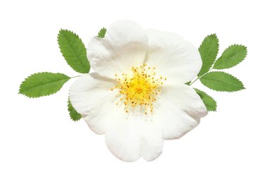 Beyaz arkaplanda gül çiçeği