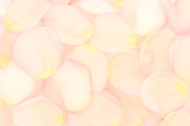 Pembe taç yaprakları üst görünüm arkaplanı