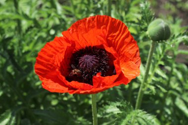 Bahçede yeşil arka planda kırmızı haşhaş