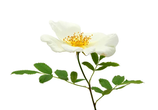 Csipkebogyó Virág Fehér Háttér — Stock Fotó