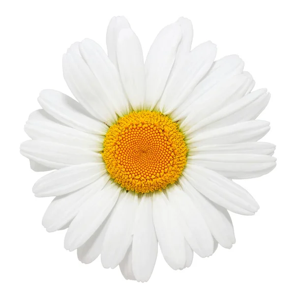 Camomilla Fiore Sfondo Bianco — Foto Stock