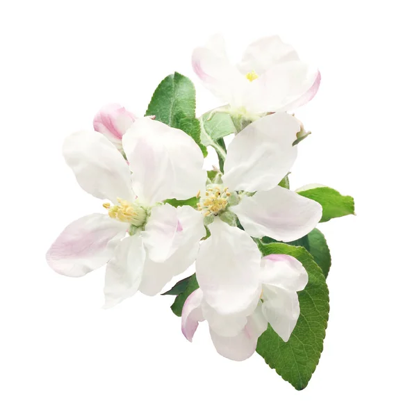 白地にりんごの花 — ストック写真