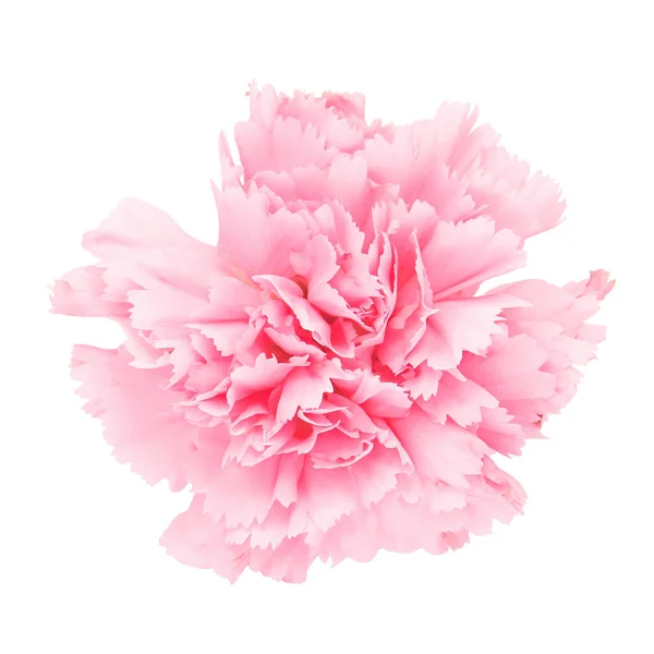 beyaz arkaplanda karanfil çiçeği