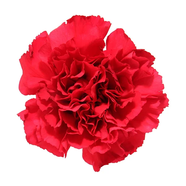 beyaz arkaplanda karanfil çiçeği