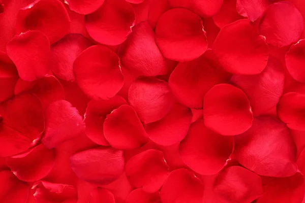 赤い花弁の背景トップビュー — ストック写真