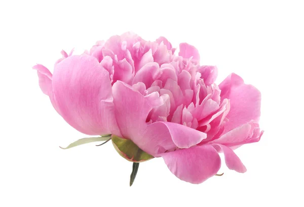 背景から隔離された花ピンクの牡丹 — ストック写真