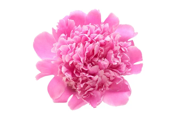 Blomma Rosa Pion Isolerad Från Bakgrunden — Stockfoto