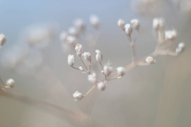Birçok çiçekten oluşan hassas bulanık arkaplan