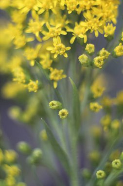 Birçok çiçekten oluşan hassas bulanık arkaplan