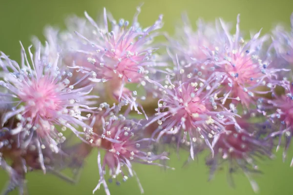 Delicado Fondo Borroso Que Consta Astilbe Rosa —  Fotos de Stock