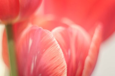 Lily ile spa kompozisyonu