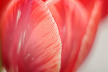 Lily ile spa kompozisyonu