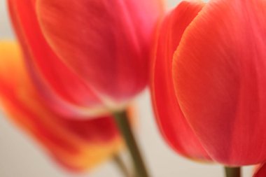 Lily ile spa kompozisyonu