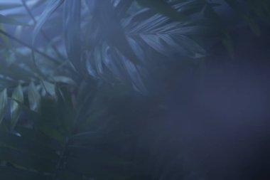 Mavi sis arkaplanındaki yapraklar