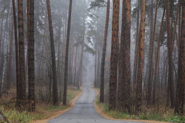 Ormanda sisli bir yol