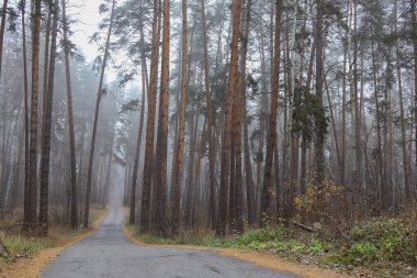 Ormanda sisli bir yol