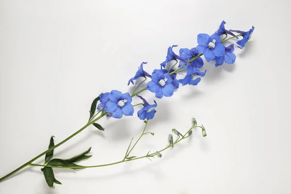 Beyaz Arkaplanda Delphinium Çiçekleri — Stok fotoğraf