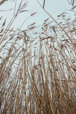 Kışın kıyıya yakın uzun otlar
