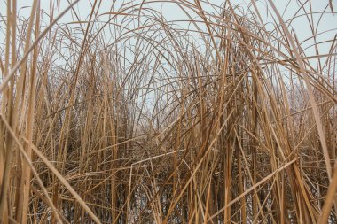 Kışın kıyıya yakın uzun otlar