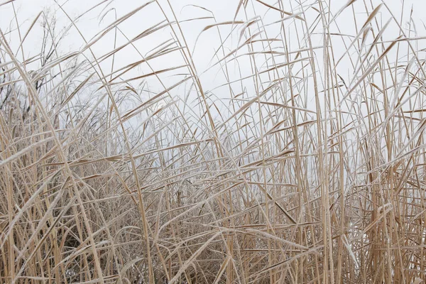 Hoog Gras Bij Kust Winter — Stockfoto