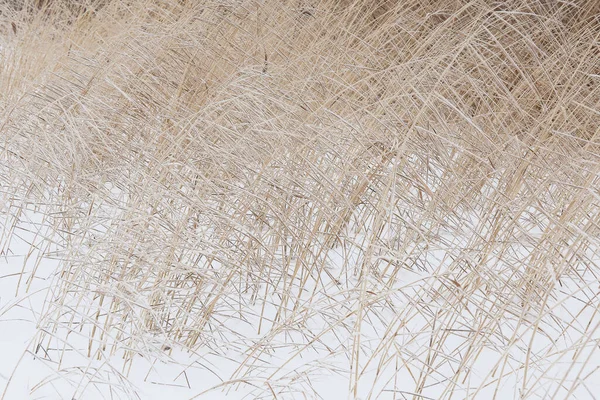 Hoog Gras Bij Kust Winter — Stockfoto