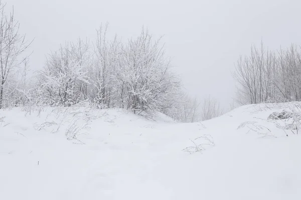 雪の中の冬の森 — ストック写真