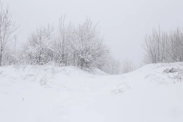 Forêt Hiver Dans Neige — Photo