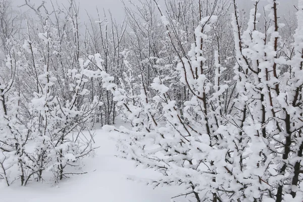 Vinterskog Snön — Stockfoto