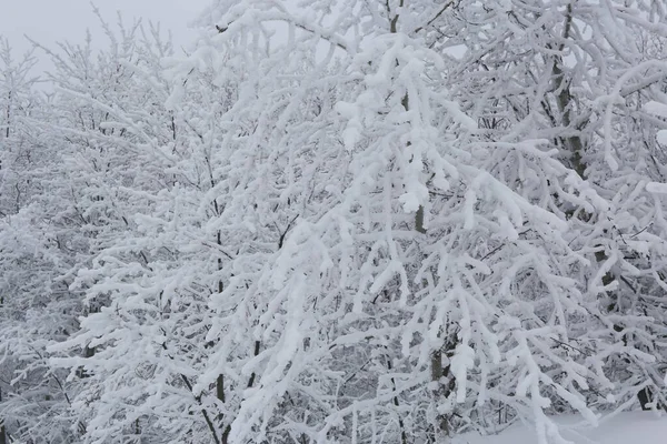 Winterbos Sneeuw — Stockfoto