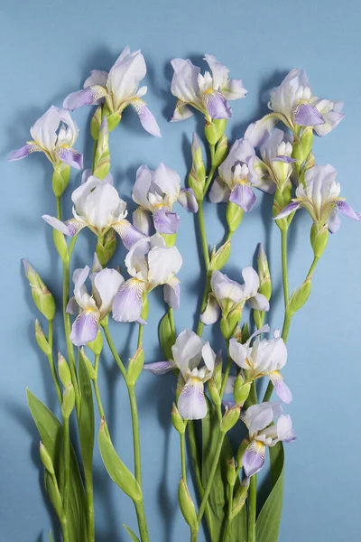 Mavi Arkaplanda Bir Grup Iris Çiçeği — Stok fotoğraf