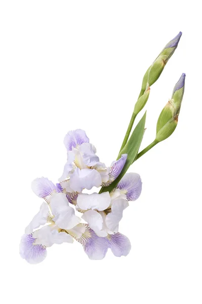 白い背景に虹彩の花のグループ — ストック写真