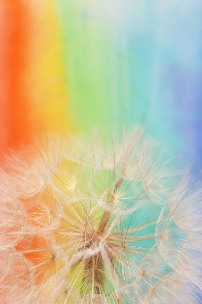 タンポポのひげ虹を背景に — ストック写真