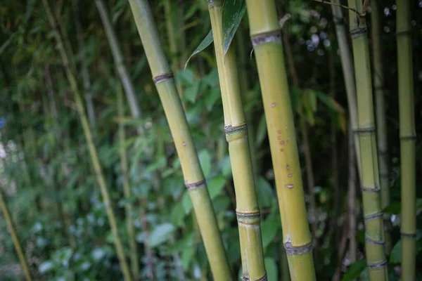 Фон Бамбуковий Зелений Гай Природа — стокове фото