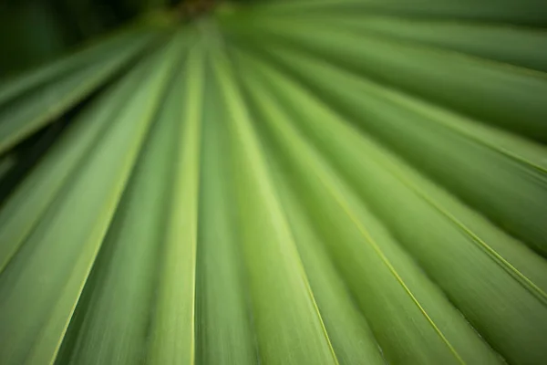 Зелене Пальмове Листя Макро Фон — стокове фото