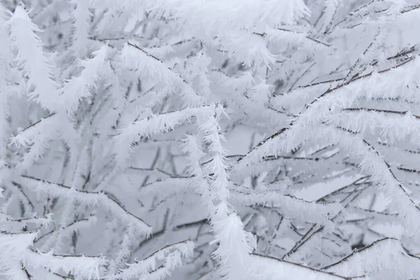 Rami Ghiacciati Nella Neve Con Sfondo Astratto — Foto Stock