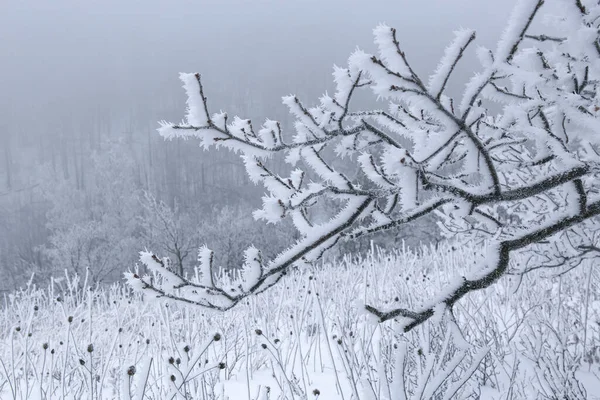 Foresta Invernale Nella Neve — Foto Stock
