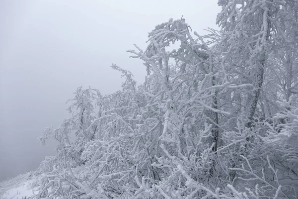 Зимний Лес Снегу — стоковое фото