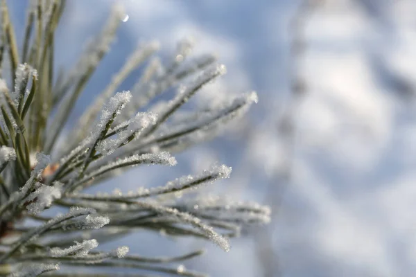 Arbre Fond Gelé Dans Glace — Photo