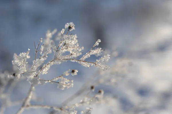 雪中冰冻的分枝 背景抽象 — 图库照片