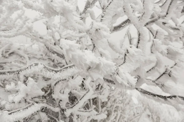 雪中冰冻的分枝 背景抽象 — 图库照片