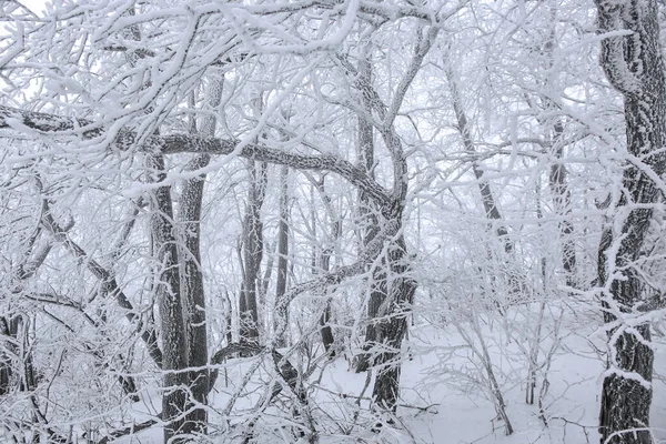 Ramos Congelados Neve Com Fundo Abstrato — Fotografia de Stock